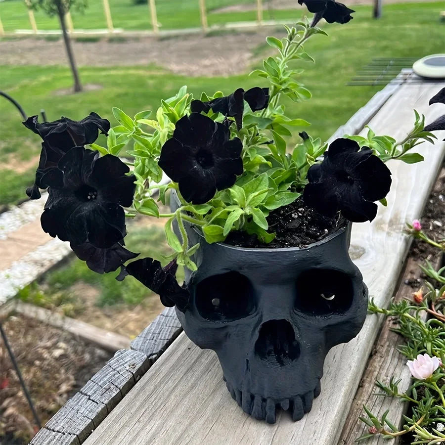 Cache-pot en forme de crane noir mat plante d une succulente